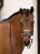 naczółek różowy kryształki equestrian stockholm  (3).webp