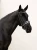 naczółek różowy kryształy equestrian stockholm  (8).webp