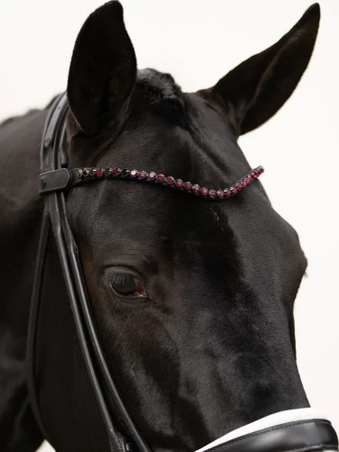naczółek merlot czerwony equestrian stockholm  (1).webp