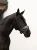 naczółek merlot czerwony equestrian stockholm  (2).webp
