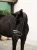naczółek merlot czerwony equestrian stockholm  (8).webp