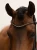 naczółek pomarańczowy equestrian stockholm  (1).webp