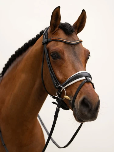 naczółek pomarańczowy equestrian stockholm  (2).webp