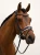 naczółek pomarańczowy equestrian stockholm  (2).webp