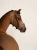 naczółek pomarańczowy equestrian stockholm  (7).webp