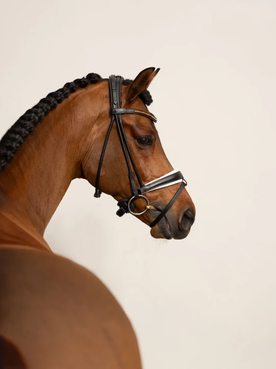 naczółek pomarańczowy equestrian stockholm  (7).webp
