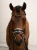 naczółek pomarańczowy equestrian stockholm  (8).webp