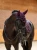 nauszniki fioletowe kryształki equestrian stockholm  (3).webp
