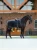 derka treningowa czarna equestrian stockholm  (5).webp