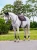 czaprak skokowy czarny różowy equestrian stockholm  (7).webp