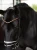 naczółek pomarańczowy equestrian stockholm  (6).webp