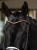 naczółek pomarańczowy equestrian stockholm  (8).webp