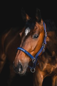 Kantar Springstar Trixi 