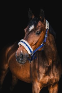 Kantar z futerkiem  Ella