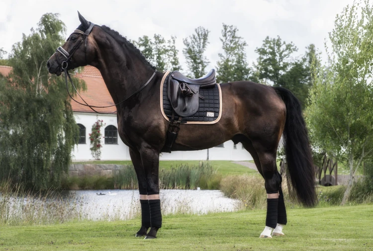 Black Peach Equito  (3).jpg