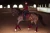 bordeaux-fleece-bandages-equestrian-stockholm-1.webp