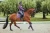 czaprak orchid-bloom-dressage-saddle-pad-equestrian-stockholm-1-1 (3).webp