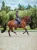 czaprak orchid-bloom-dressage-saddle-pad-equestrian-stockholm-1-1 (4).webp