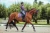 czaprak orchid-bloom-dressage-saddle-pad-equestrian-stockholm-1-1 (5).webp