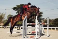 czaprak bordeaux-saddle-pad-jump-equestrian-stockholm-1-1 (1).webp