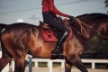 czaprak bordeaux-saddle-pad-jump-equestrian-stockholm-1-1 (2).webp