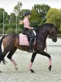 czaprak dressage -pink-pearl-equestrian-stockholm.webp