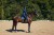 monaco-blue-ressage equestrian-stockholm (2).jpg