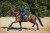 monaco-blue-ressage equestrian-stockholm (4).jpg