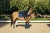 monaco-blue-ressage equestrian-stockholm (5).jpg