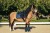 monaco-blue-ressage equestrian-stockholm (6).jpg