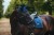 monaco-blue-ressage equestrian-stockholm (7).jpg