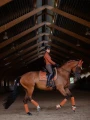 owijki bronze-gold equestrian-stockholm-1-webb (2).webp