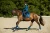 Czaprak No Boundaries Monaco Blue Dressage Equestrian Stockholm  (3).webp