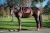 Nauszniki Cinnamon Spice Equito  (2).webp
