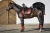 Owijki Connamon Spice Equito ] (3).webp
