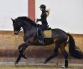 Czaprak Golden Brass Dressage Equestrian Stockholm  (1).jpeg