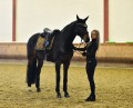 Czaprak Golden Brass Dressage Equestrian Stockholm  (2).jpeg