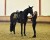 Czaprak Golden Brass Dressage Equestrian Stockholm  (2).jpeg