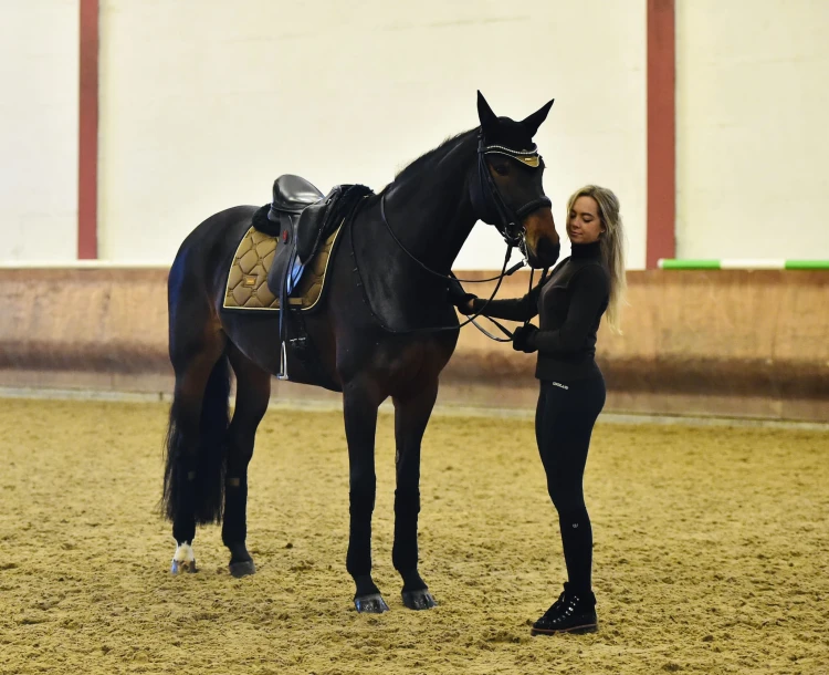Czaprak Golden Brass Dressage Equestrian Stockholm  (2).jpeg
