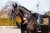 Czaprak Golden Brass Dressage Equestrian Stockholm  (5).JPG