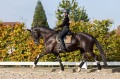 Czaprak Golden Brass Dressage Equestrian Stockholm  (6).JPG