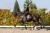 Czaprak Golden Brass Dressage Equestrian Stockholm  (6).JPG