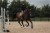 Czaprak Golden Brass Jump Equestrian Stockholm  (1).jpg