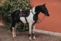 Czaprak Dark Sky skokowy Equestrian Stockholm  (4).webp