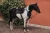 Czaprak Dark Sky skokowy Equestrian Stockholm  (4).webp