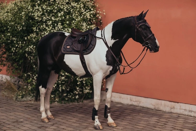 Czaprak Dark Sky skokowy Equestrian Stockholm  (4).webp