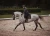 Czaprak ujeźdźeniowy Dark Sky Equestrian Stockholm  (3).webp