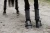 Ochraniacze ujeżdżeniowe Dark Sky Equestrian Stockholm  (1).webp
