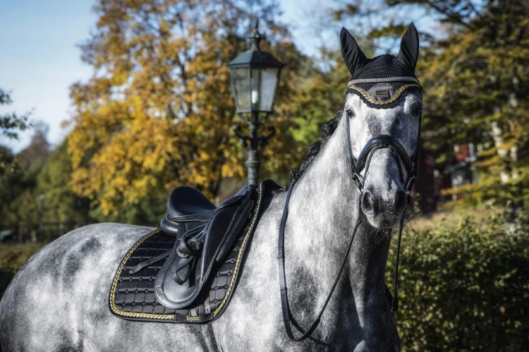 Equito Black Gold Dressage (1).jpg
