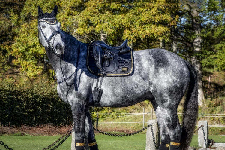 Equito Black Gold Dressage (2).jpg